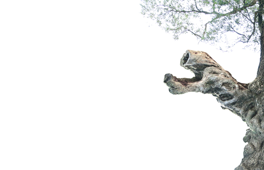 Olive Tree